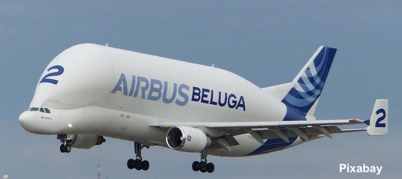 P190325 Beluga.jpg